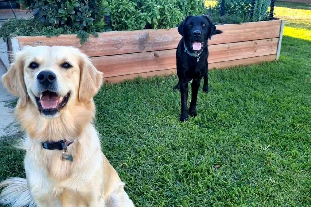 A golden retriever and a black labrador sitting happily on a green lawn in front of a garden bed-